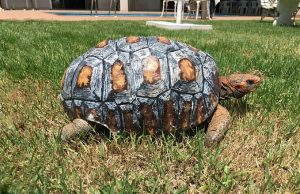 tortue-carapace-3d