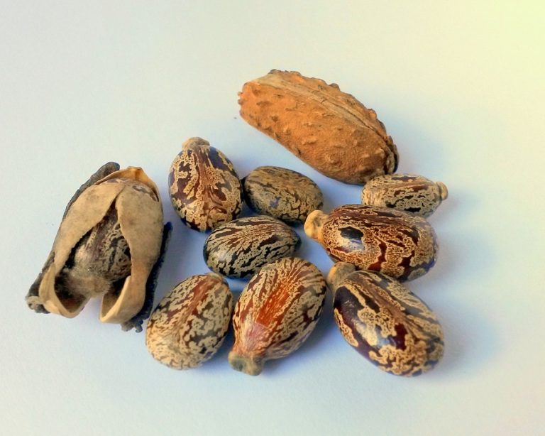 huile-ricin