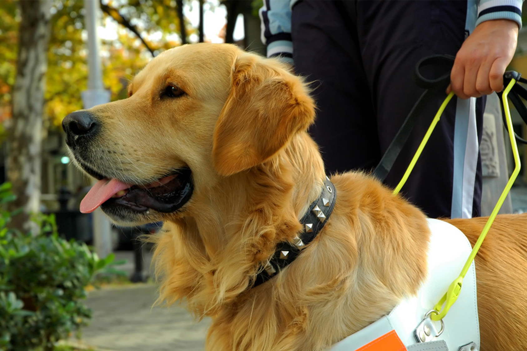 Halo De Protection Pour Chien Aveugle – Anneau Pare-chocs Ajustable – Collier De Guidage Et Sécurité Pour Chien Malvoyant