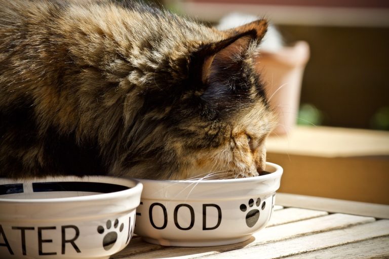 Chat Mange