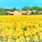 La Provence, région du Pub de Carqueiranne