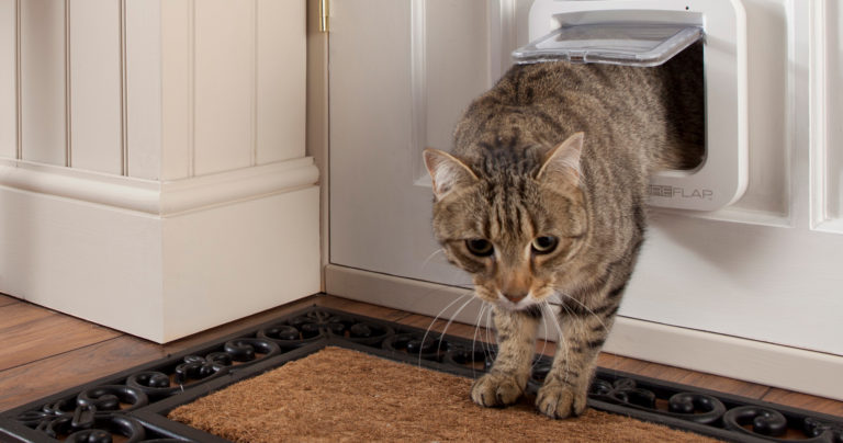 Savoir se débarrasser des boules de poils dans la gorge d’un chat