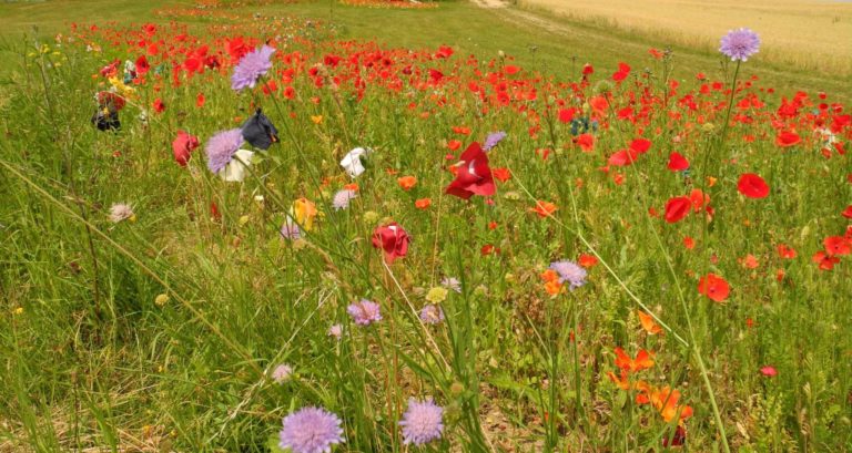 Les plantes essentielles à cultiver dans son jardin