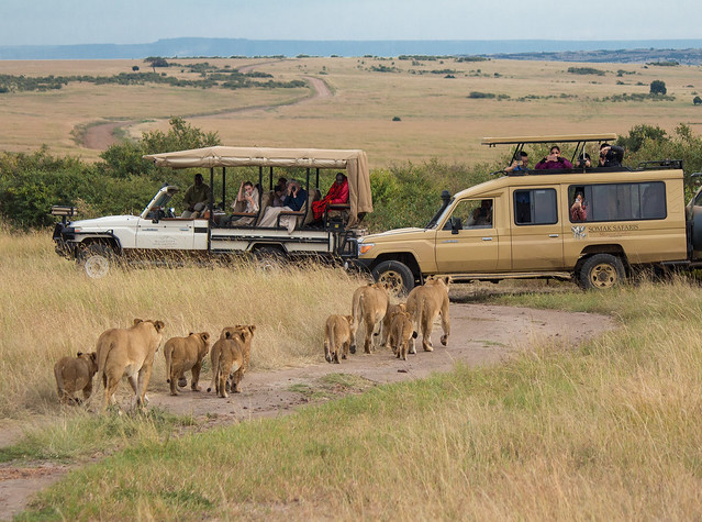 Safari au Kenya