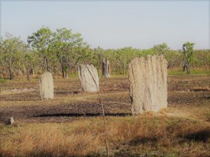 Voyage en Australie : foret de Daintree