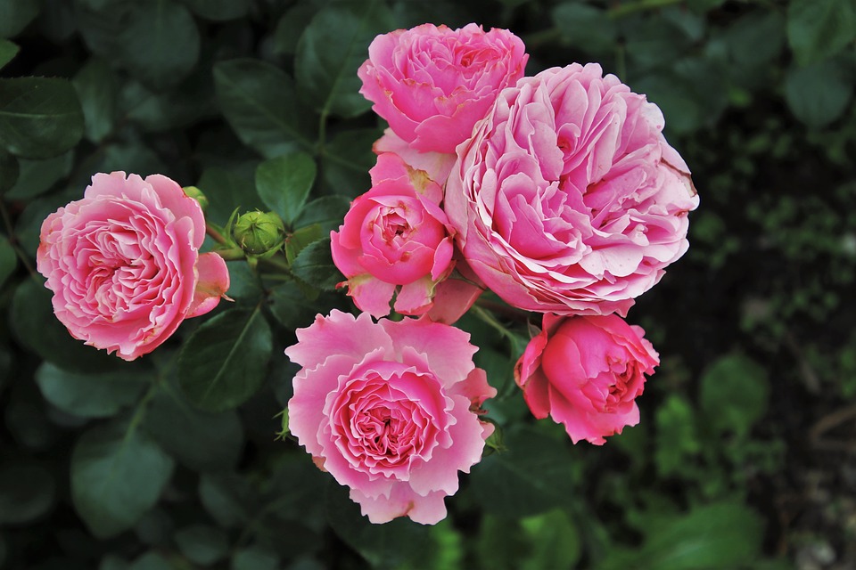 rosier