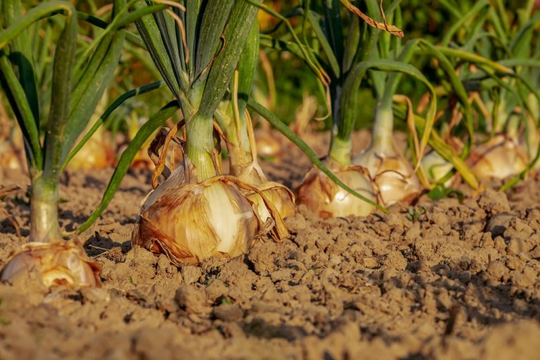Découvrez les potagers intérieur