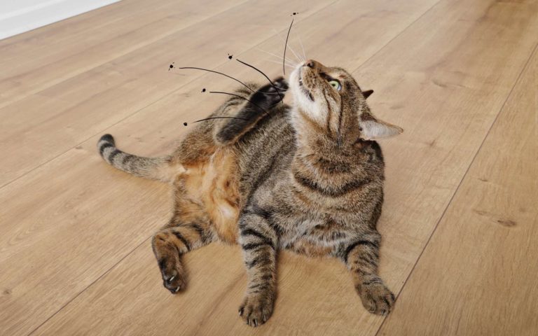 Quels animaux de compagnie favorisent l’invasion des puces ?