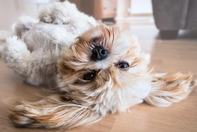 Quelle alimentation pour l’estomac fragile de votre chien ?