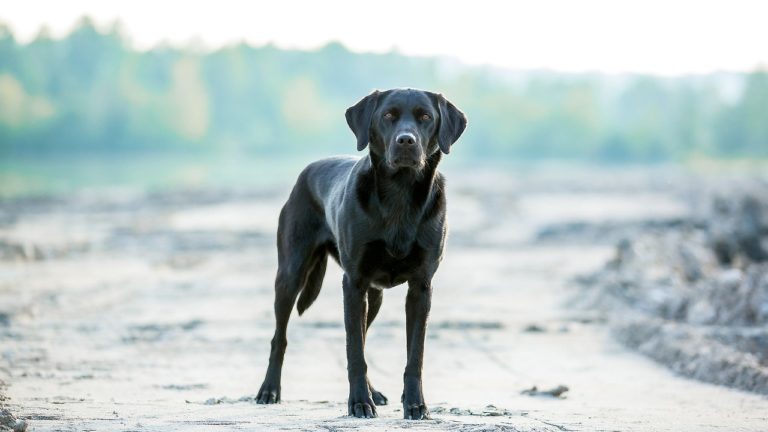 Alimentation industrielle pour chien : est-elle bonne pour sa santé ?