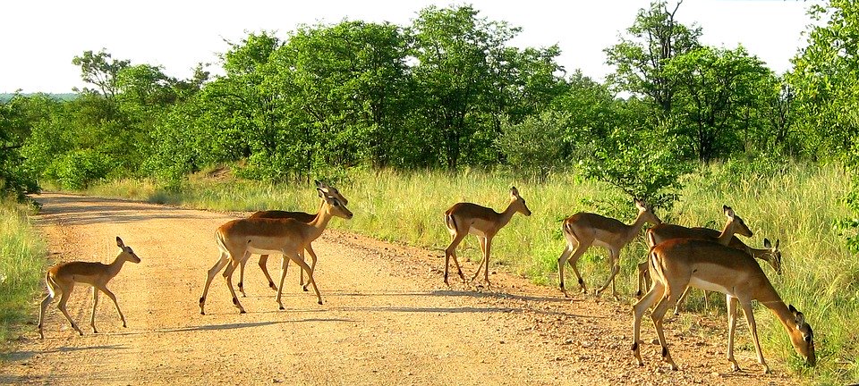Vacances en Afrique du Sud