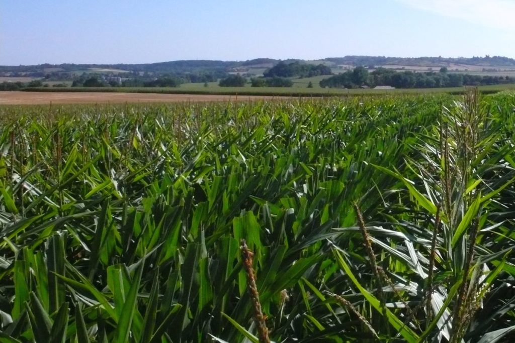 La production du maïs en France
