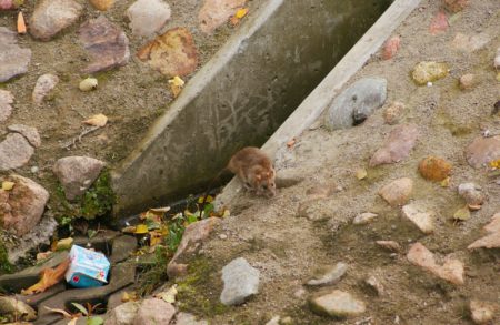 rat