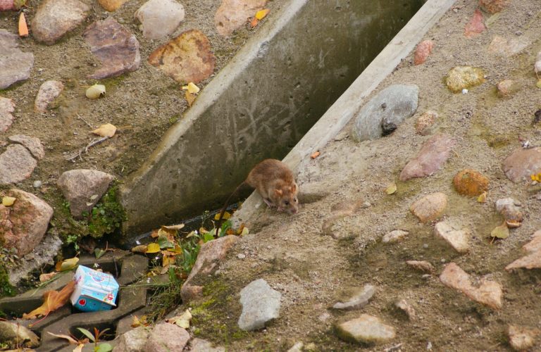 rat