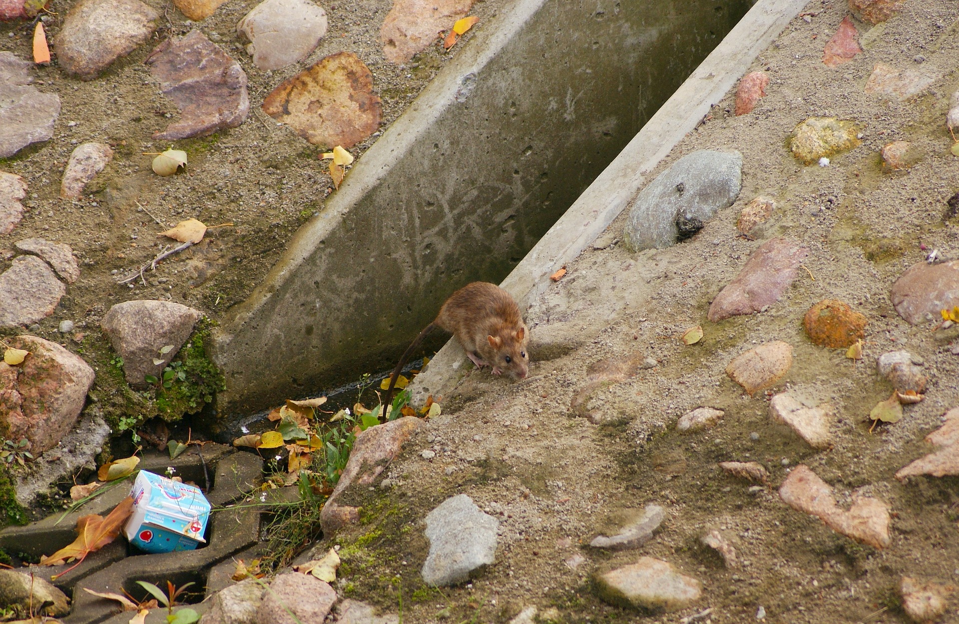 rat