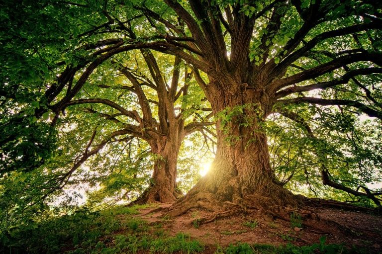 Comment prendre soin des arbres âgés de plus de 10 ans ?