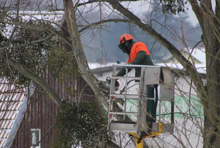 Comment élaguer un arbre correctement ?