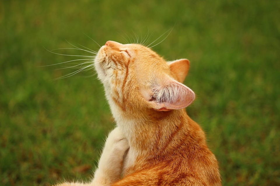 Animal de compagnie