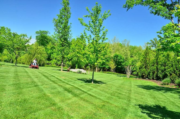 Jardinage: guide pour disposer d’une belle pelouse