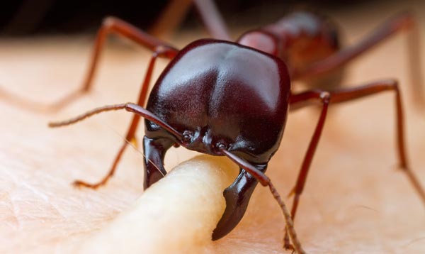 Comment soigner une piqûre de fourmi