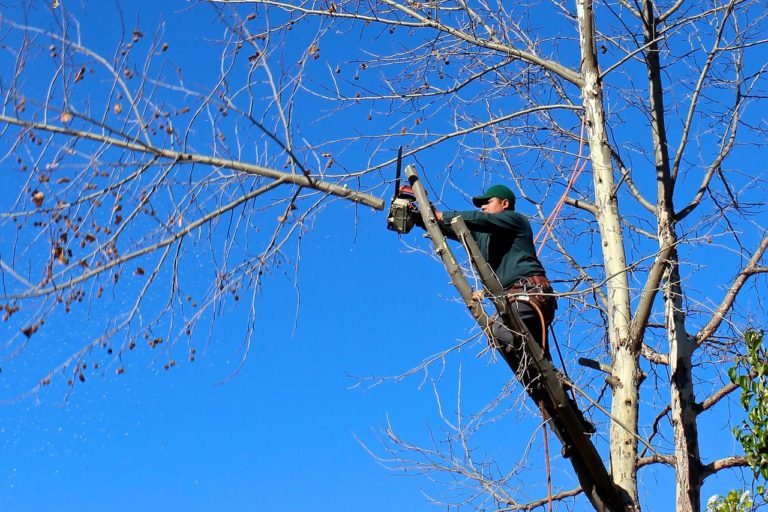 Pourquoi est-il important d’élaguer les arbres?