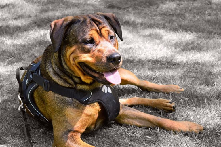 harnais pour chien