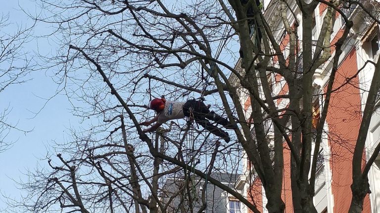 3 bonnes raisons d’élaguer un arbre