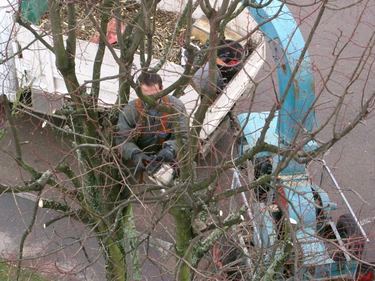 4 corrections que vous pouvez apporter aux arbres mal élagués