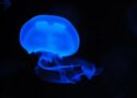 10 choses intéressantes que vous ne saviez pas sur les méduses