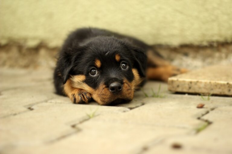 Éducation d'un chiot