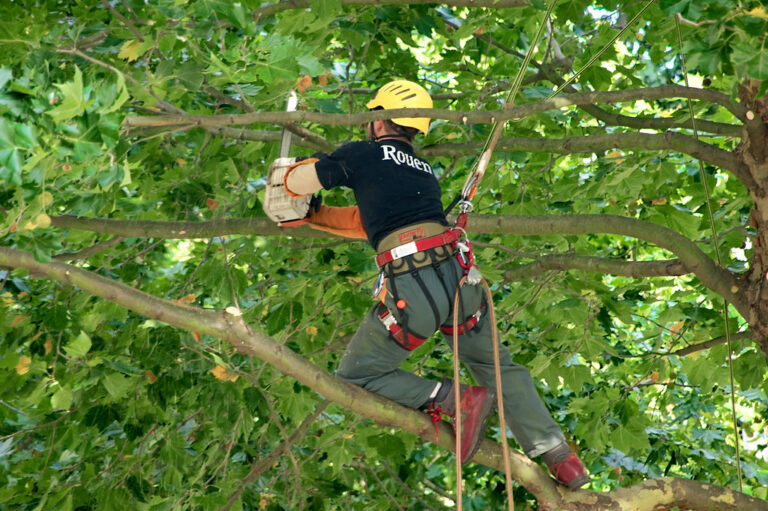 Élagage d’arbre: En quoi faire appel à un professionnel est-il différent?