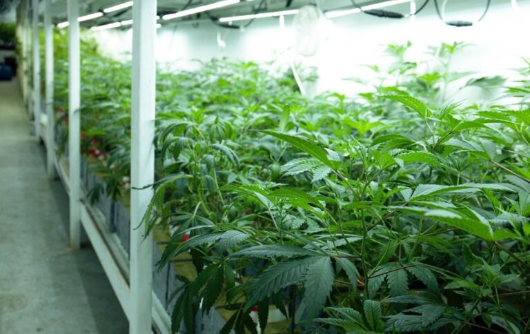 cbd sous serre