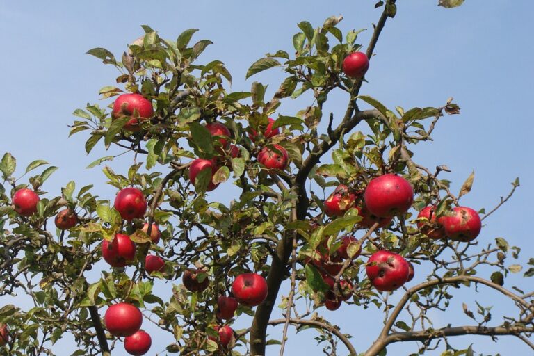 Élagage d’arbre fruitier : les principes de base
