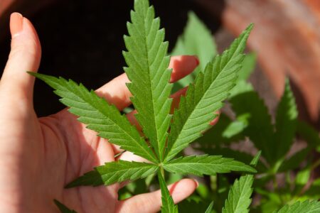 quantité de CBD