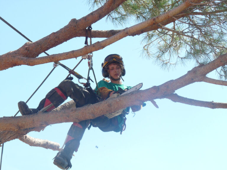 Focus sur les principes de base en matière d’élagage d’arbre