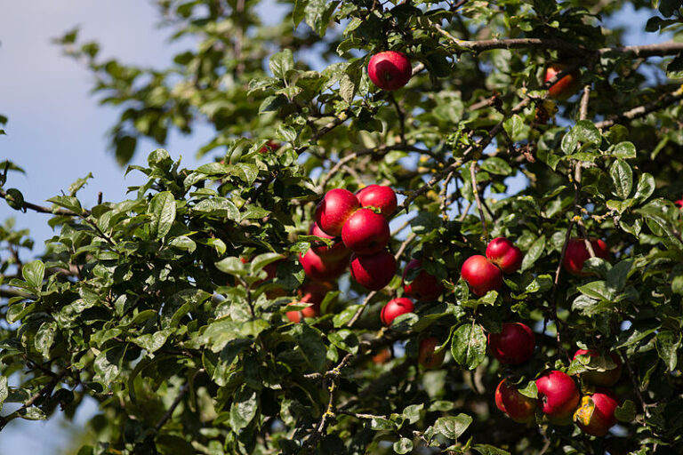 Tailler les arbres fruitiers en fin de l’hiver pour booster la production : ce qu’il faut savoir