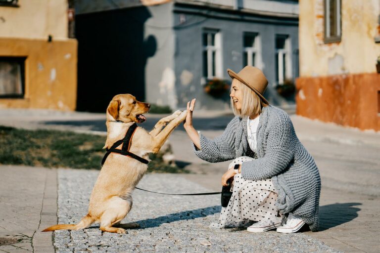 Chiens guides : pour une meilleure autonomie des aveugles