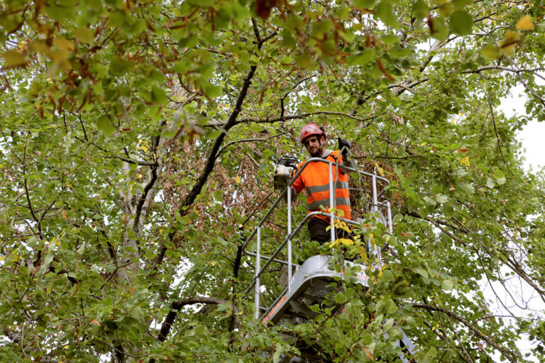 Les essentiels à retenir pour réussir les travaux d’élagage d’arbre