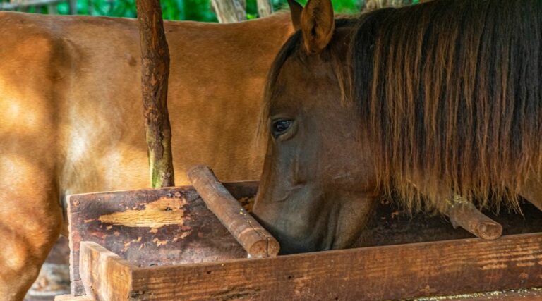 cheval qui mange