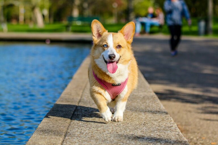 Collier ou harnais pour chien : le pour et le contre !