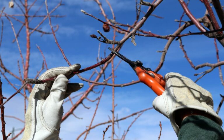 Conseils pour réussir l’élagage d’un arbre