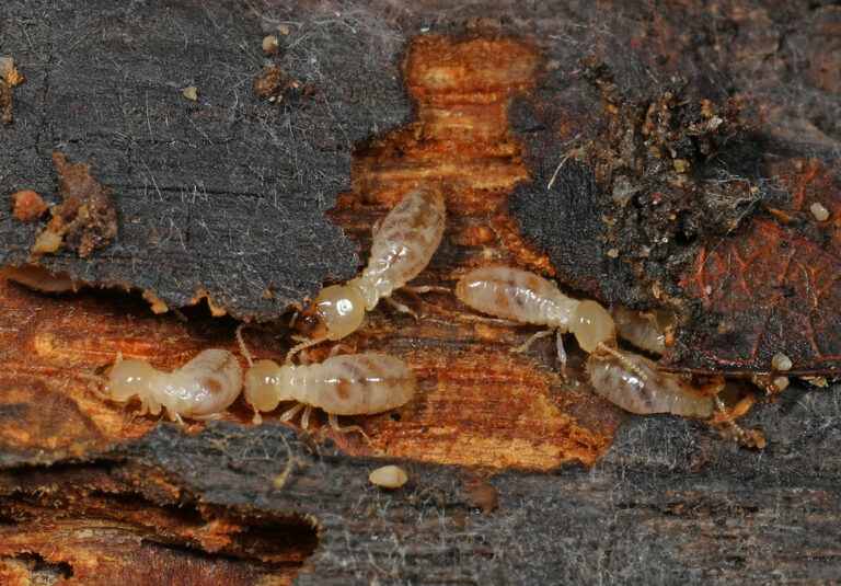 Diagnostic et traitements des termites sur une charpente en bois