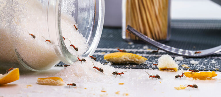 exterminer les insectes