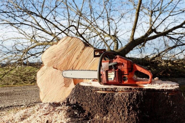 Tout comprendre sur les travaux d’élagage