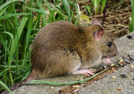 détection de rats