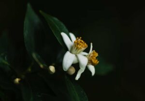 vanille de Madagascar