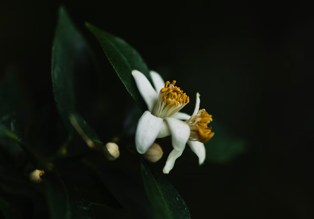 vanille de Madagascar