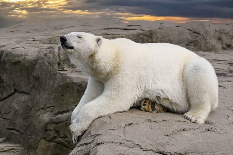 Consulter un Blog Engagé pour le Climat : Pourquoi C'est Essentiel dans Notre Époque
