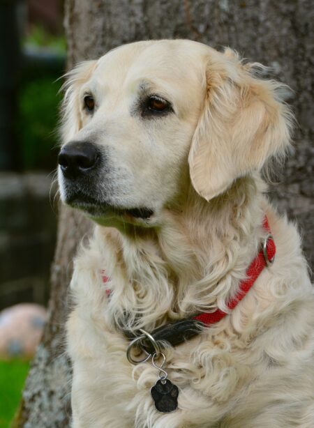 ChatGPT Savoir et Comprendre ce qu'un Golden Retriever Peut Apporter à la Famille