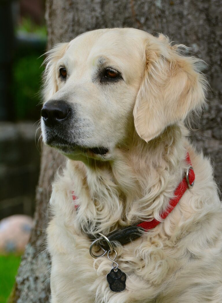 ChatGPT Savoir et Comprendre ce qu'un Golden Retriever Peut Apporter à la Famille